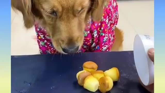 Funny and Cute Dog Video Compilation_19 _#short