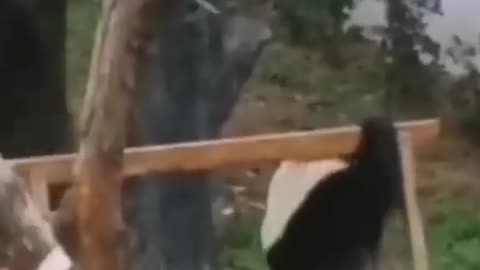 Funy 🤣 animal 2024