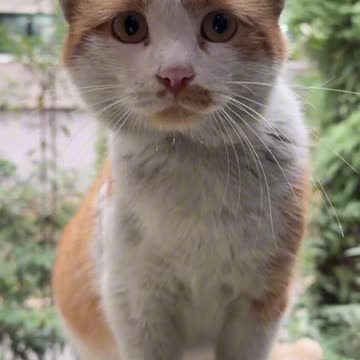 Funny Animals Videos