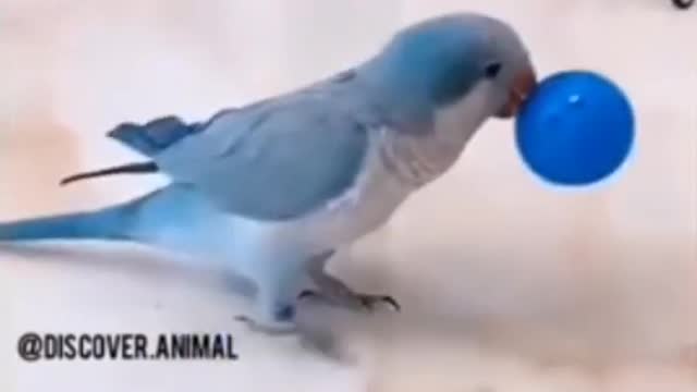Funny video of bird