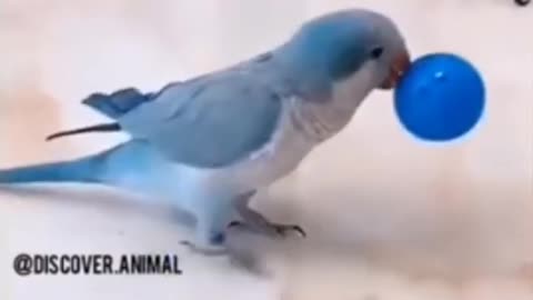 Funny video of bird