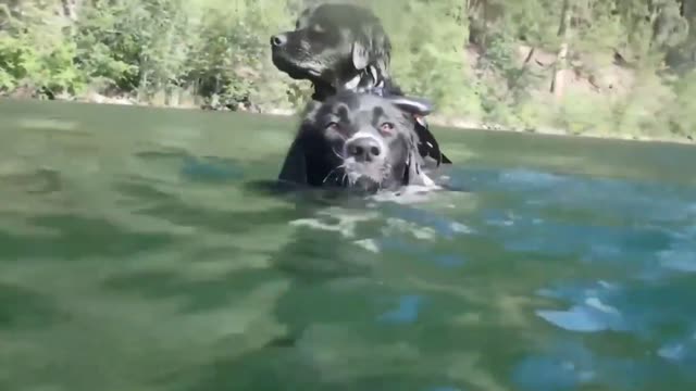 Funny Animal Clip# 18