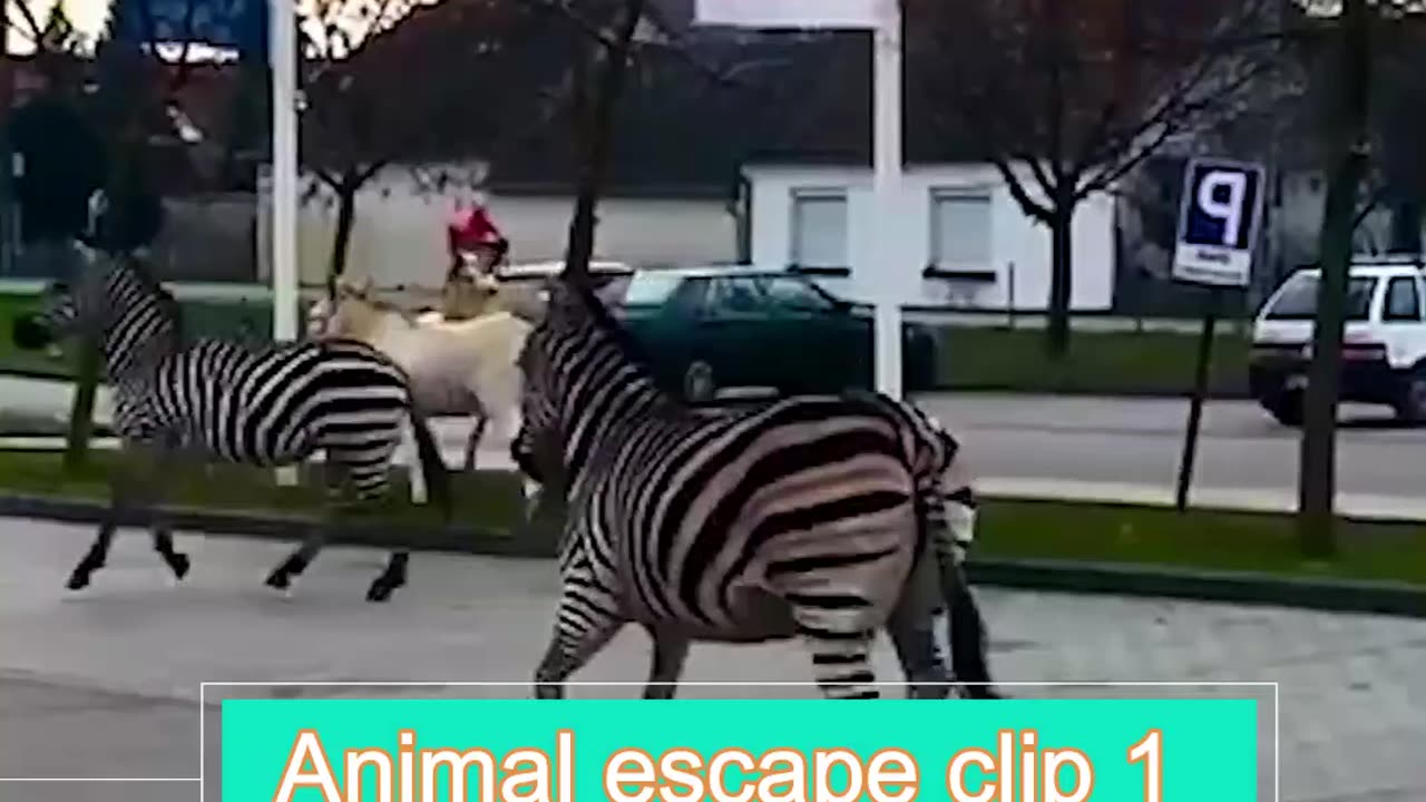 Animals Escaping