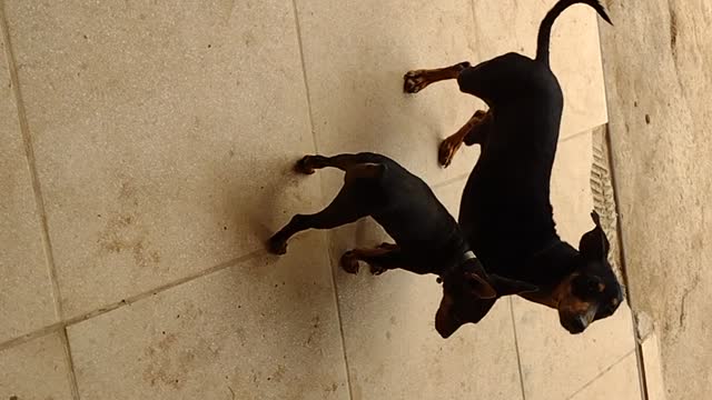 the little dog rules the biggest