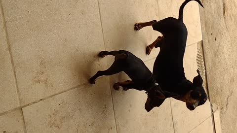 the little dog rules the biggest