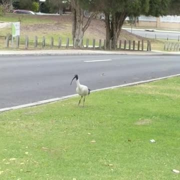 Australian White Ibis Bird