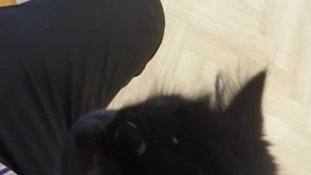 The black and cute cat was my target!