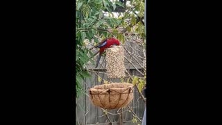 Wild Rosella Tests New Seed Block Location For First Time