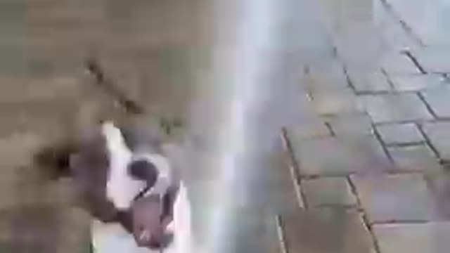 Dog Frank ,beautiful dog , dog video ,funny dog