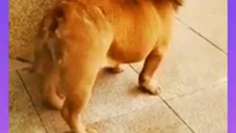 Funny video 😀😃😃dog