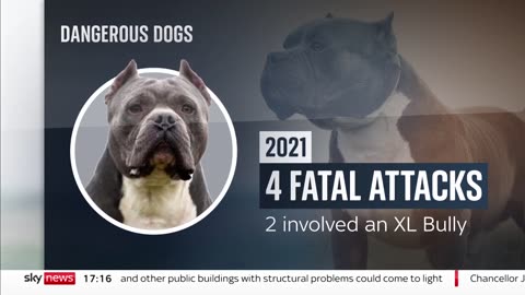 Dangerous Dogs: Should American Bully dogs be banned?