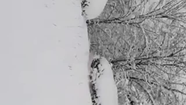 The baby puppy that saw the snow for the first time