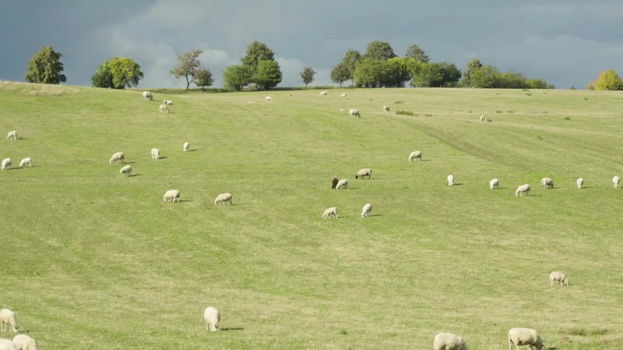 A time lapse of sheep in a green field