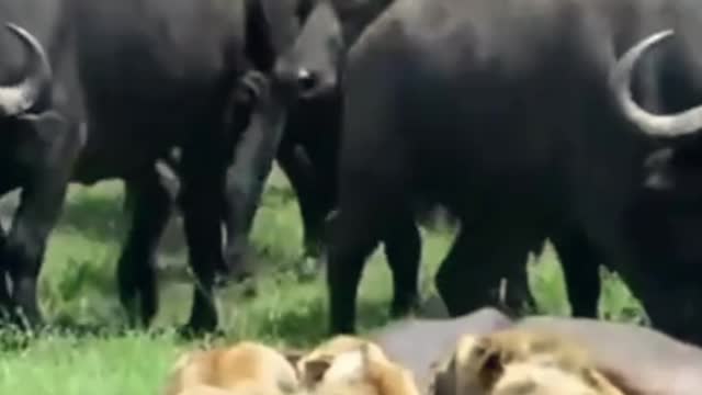 Wild animals shorts video