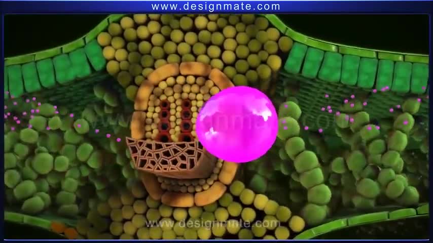 Process of photosynthesis in plants