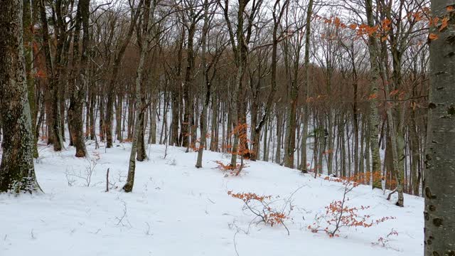 The most beautiful video in the snow in America