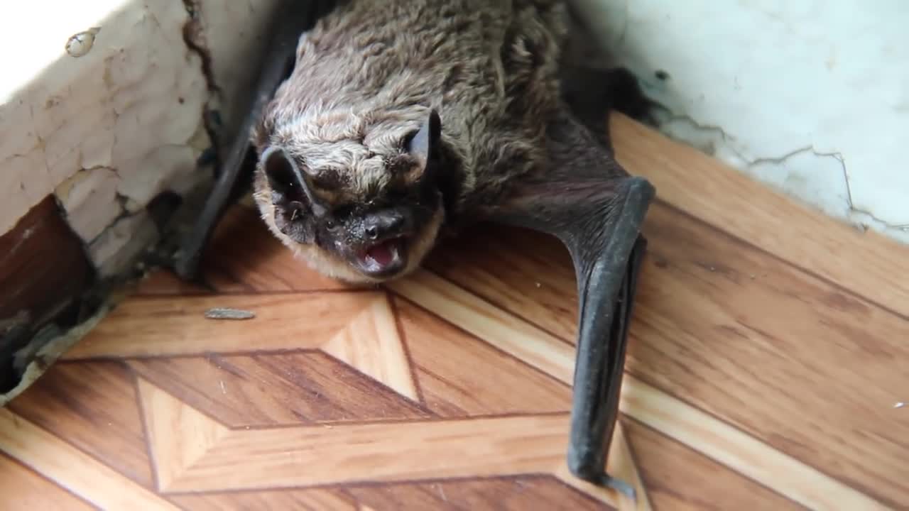 The bat in the house.