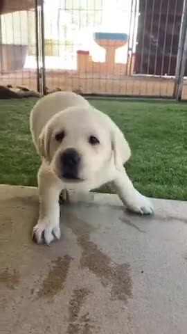 The pat is so cute and very emotional