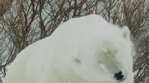 bear in Canada.