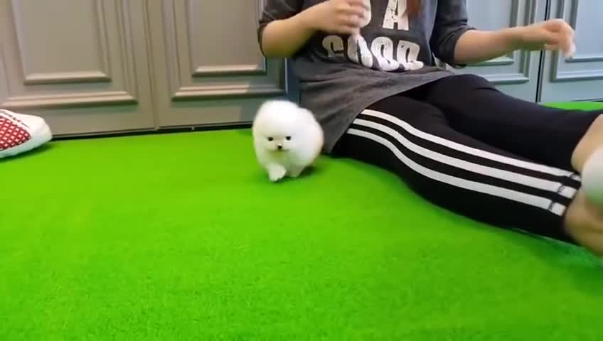 love little puppy