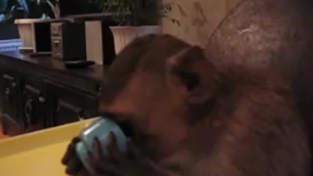 monkey learns to drink from a cup