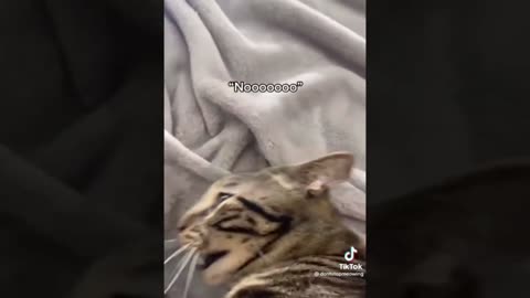 Funny Cats