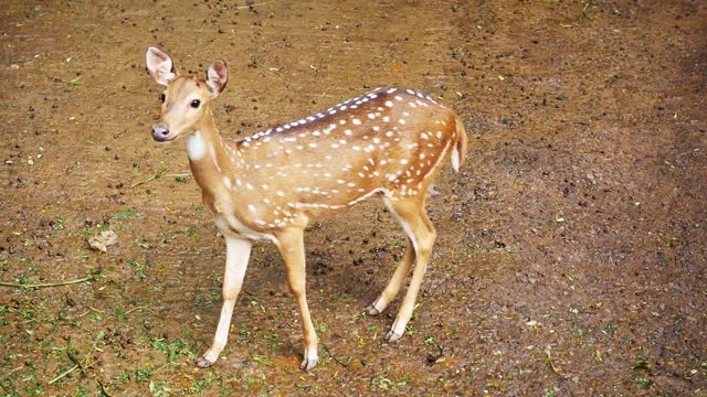 People admire the grace and fast speed of deer.