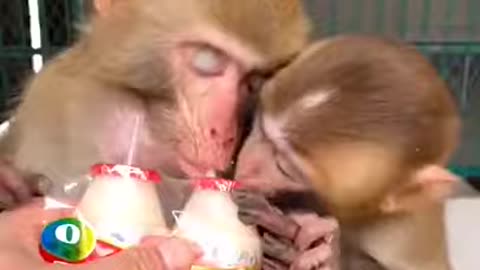 Top Funny Monkey clips 2 | Comical Gallery