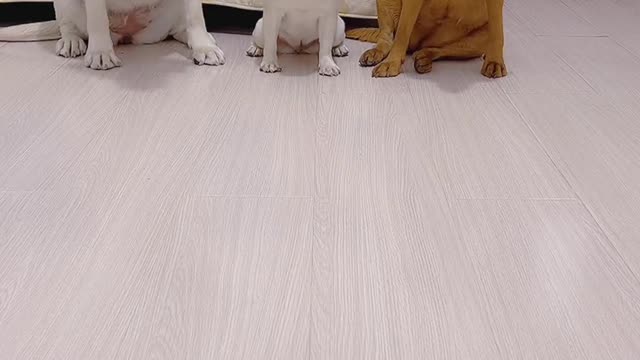 Cute puppy's meal snippet