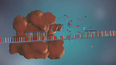 AMAZINGLY DNA replication - 3D