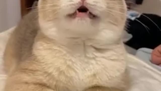 Funniest Animals - Animals SOO Cute Just a relaxing video - shorts