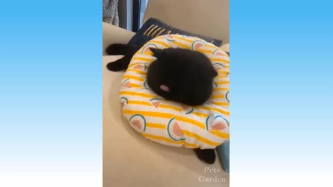 best funny dog and cat