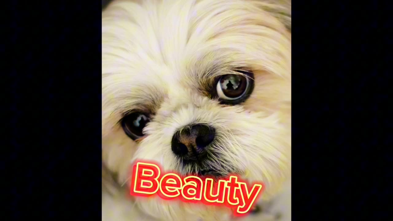 Top 10 beautiful dog in the world