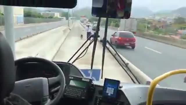 Graban al conductor que actuó después de que una perrita aturdida lo interrumpiera en su ruta