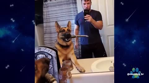 FUNNY PUPPIES BEST VIDEOS FROM 2021