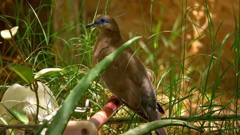 Beauty of nature birds