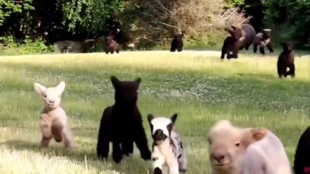 Lambs are just bundles of semi contained chaos ..... 😂