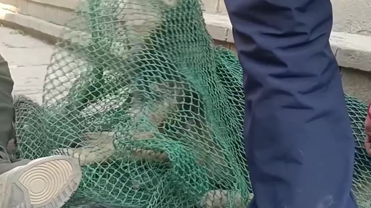 rescued a stray dog with an injury in its mouth 😢