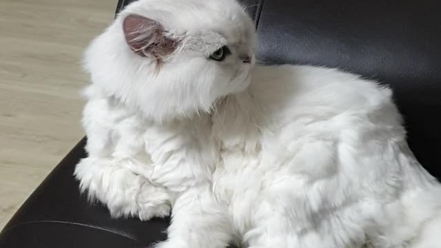 Clean the body of a cute cat