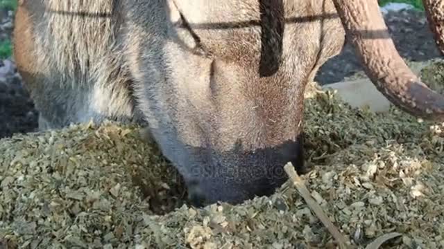 Venados domesticados comiendo en una granja