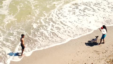 Dog enthusiastically play with best friend on the beach