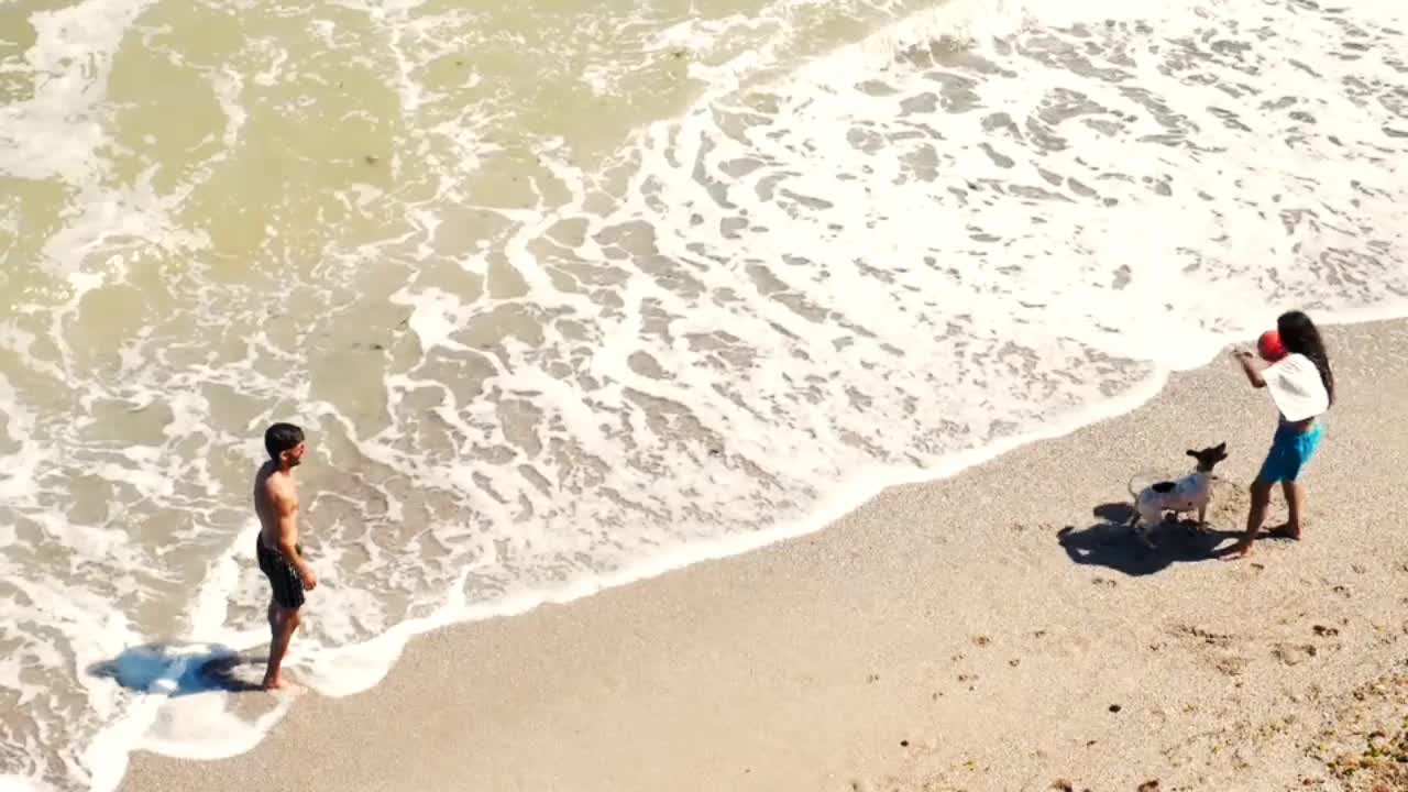 Dog enthusiastically play with best friend on the beach