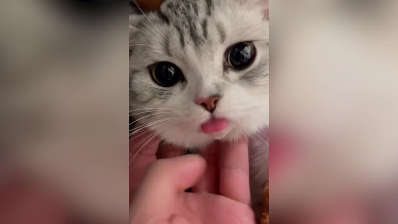 The baby cat with its tongue sticking out is so cute