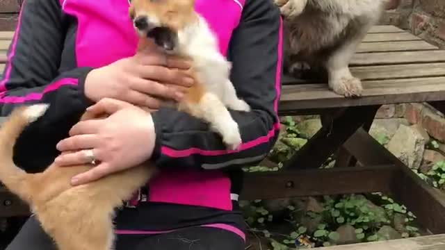 Jealous Corgi