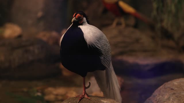 swamp-lake-plants-bird-moss-pond