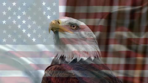 White-headed eagle, one of the greatest American symbols