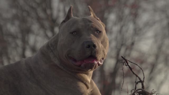 XXL American Bully "ROME"