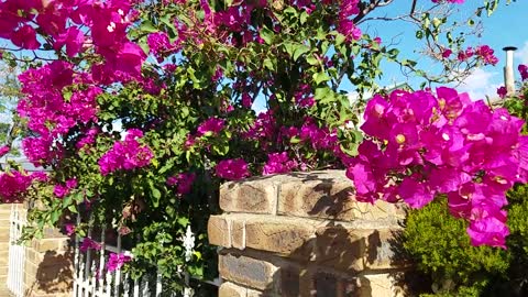 2021-03-18 Crepe Myrtle close up @ North Plympton