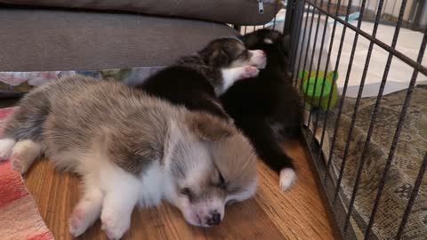 Cute sleeping puppies