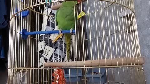 opened the parrot cage (funny animals)